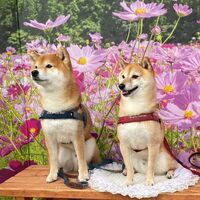 画像23662