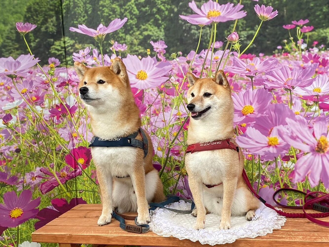画像23662