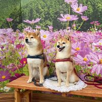 画像23663