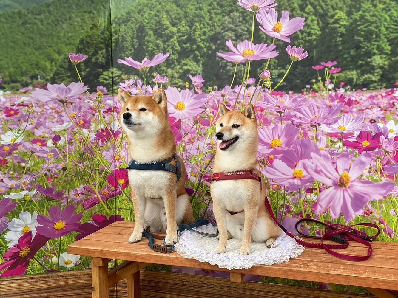 画像23663