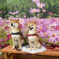 画像23664
