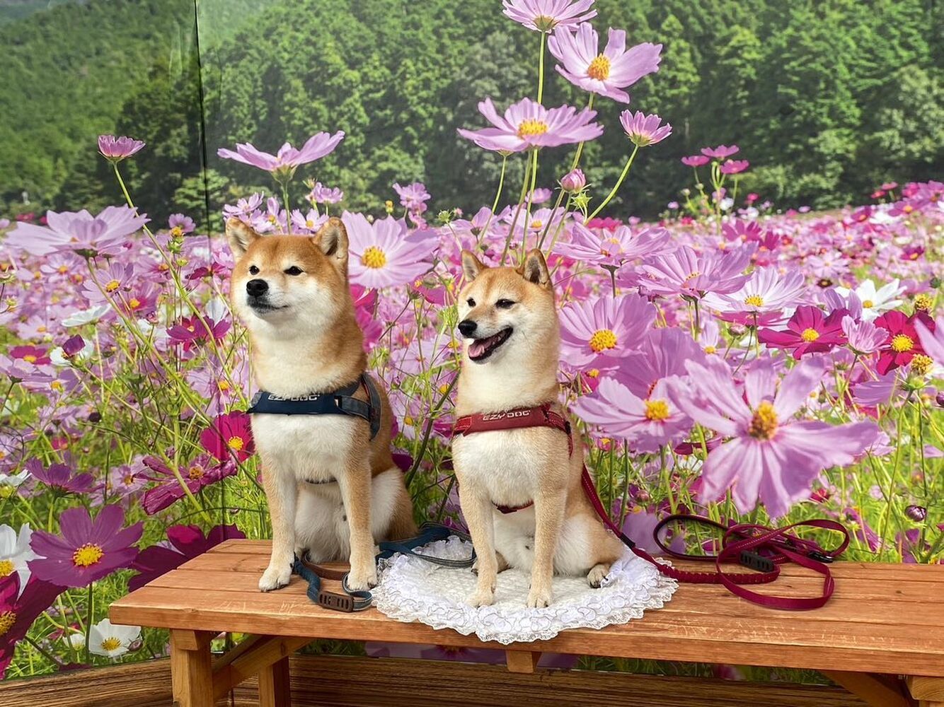 画像23664