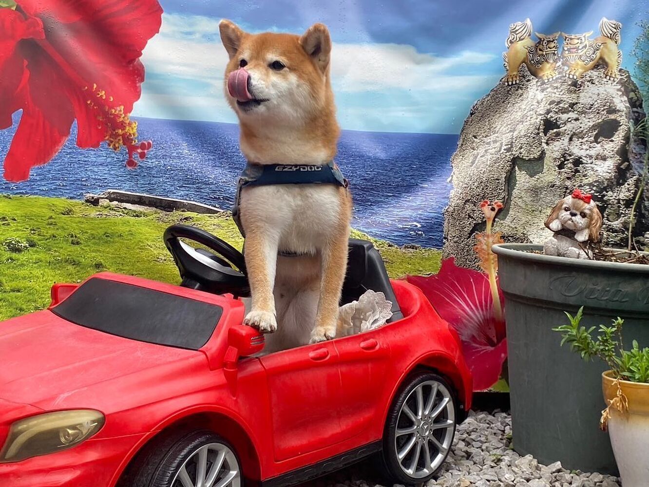 画像23665