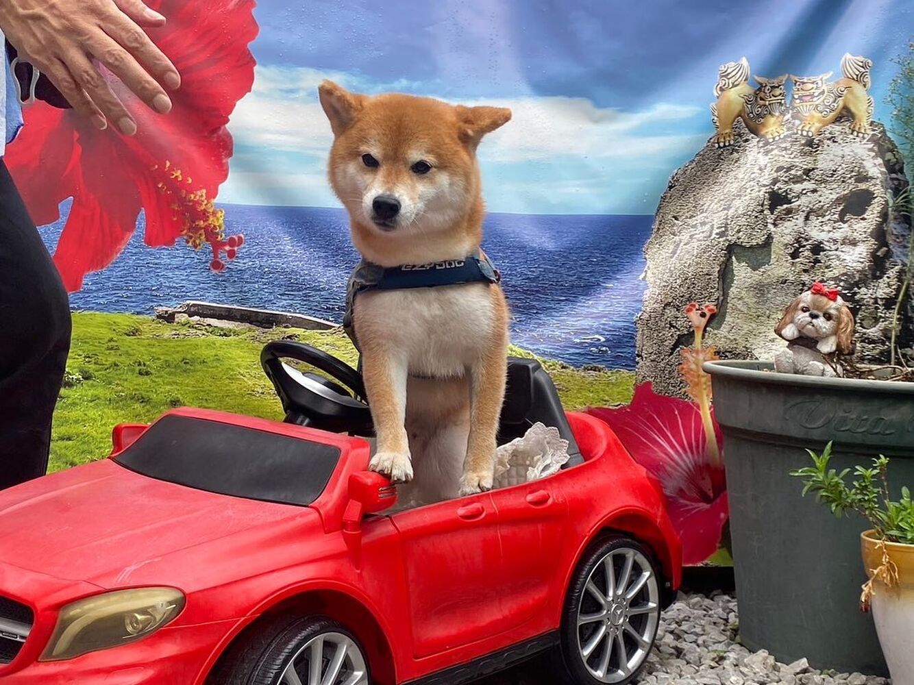 画像23667