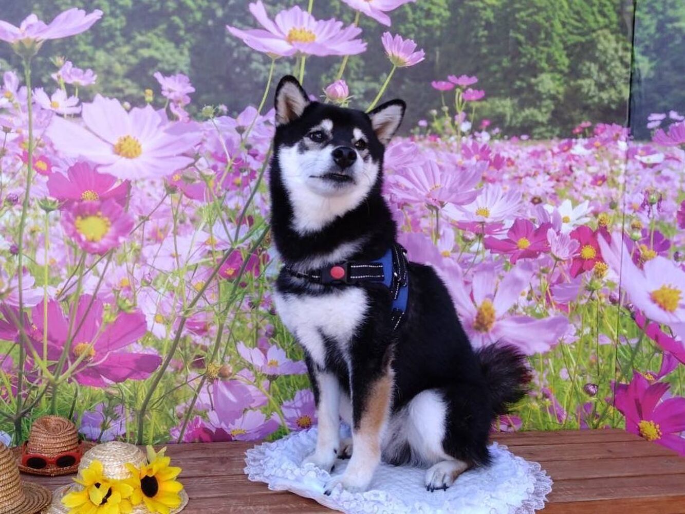 画像23787