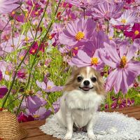 画像24203
