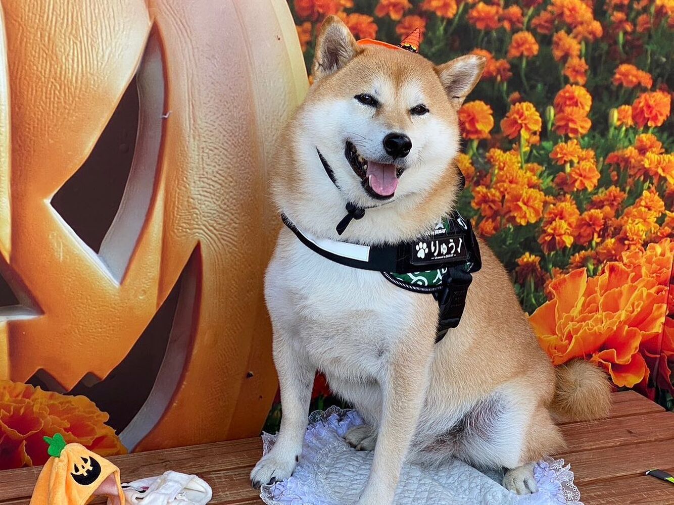 画像24395