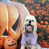 画像24434