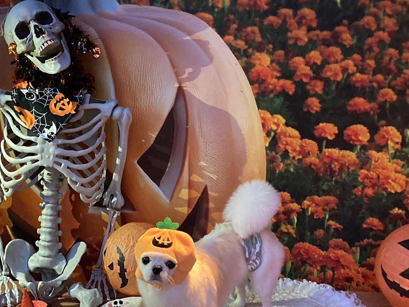 画像24496