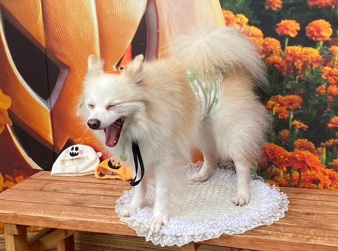 画像24504
