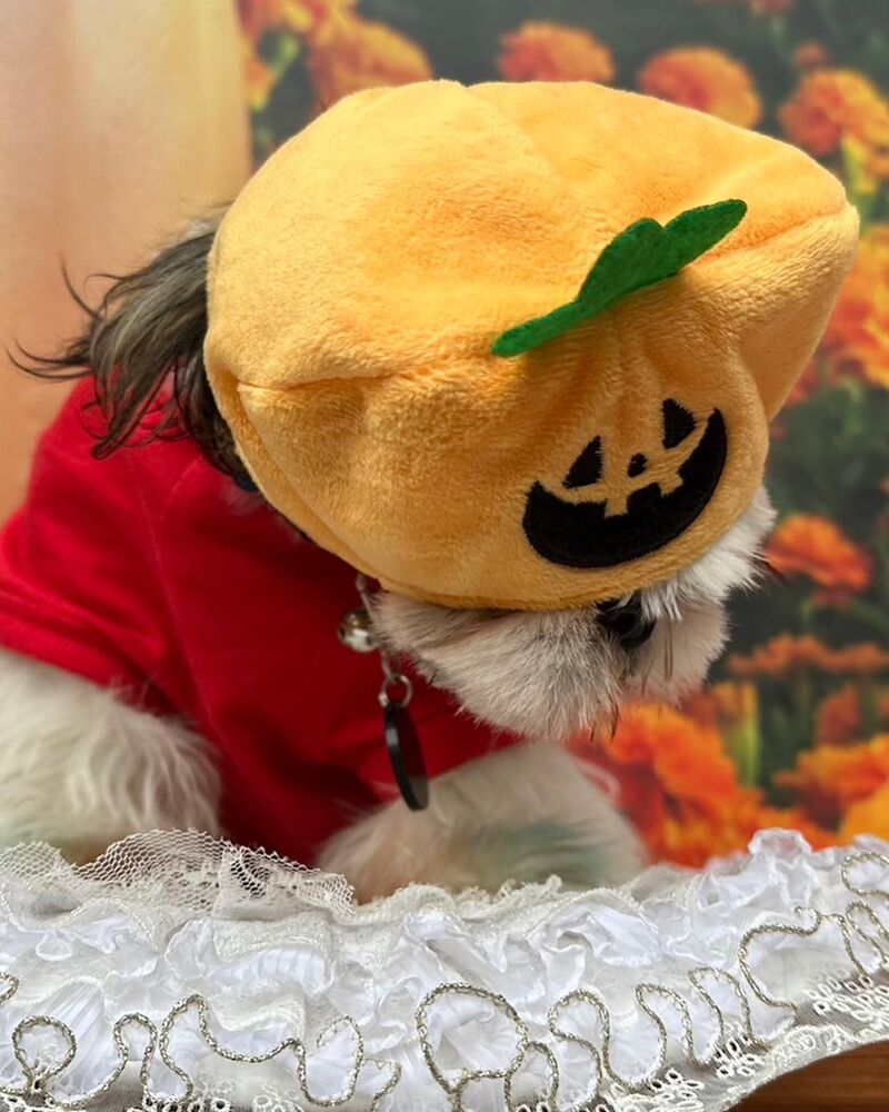 画像24743