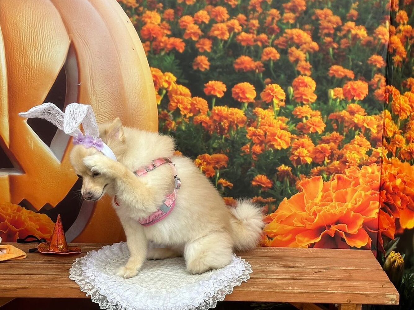 画像24755