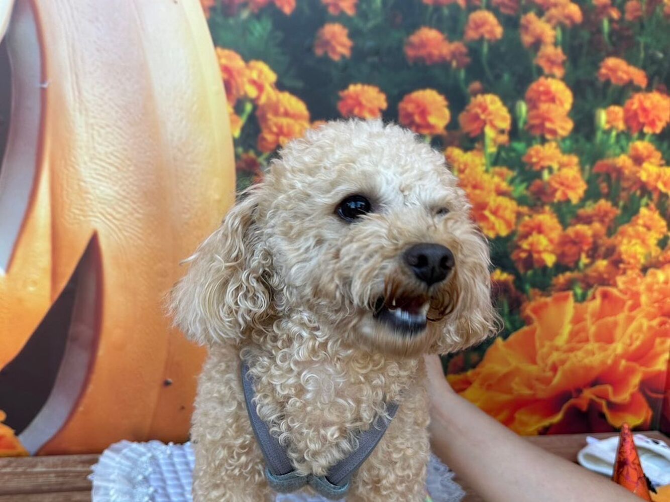 画像24984