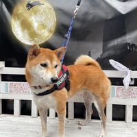 画像25166