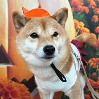 画像25523