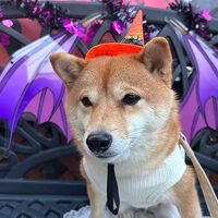 画像25528