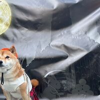 画像25529