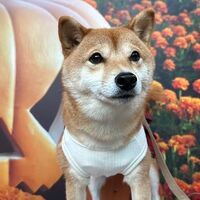 画像25532