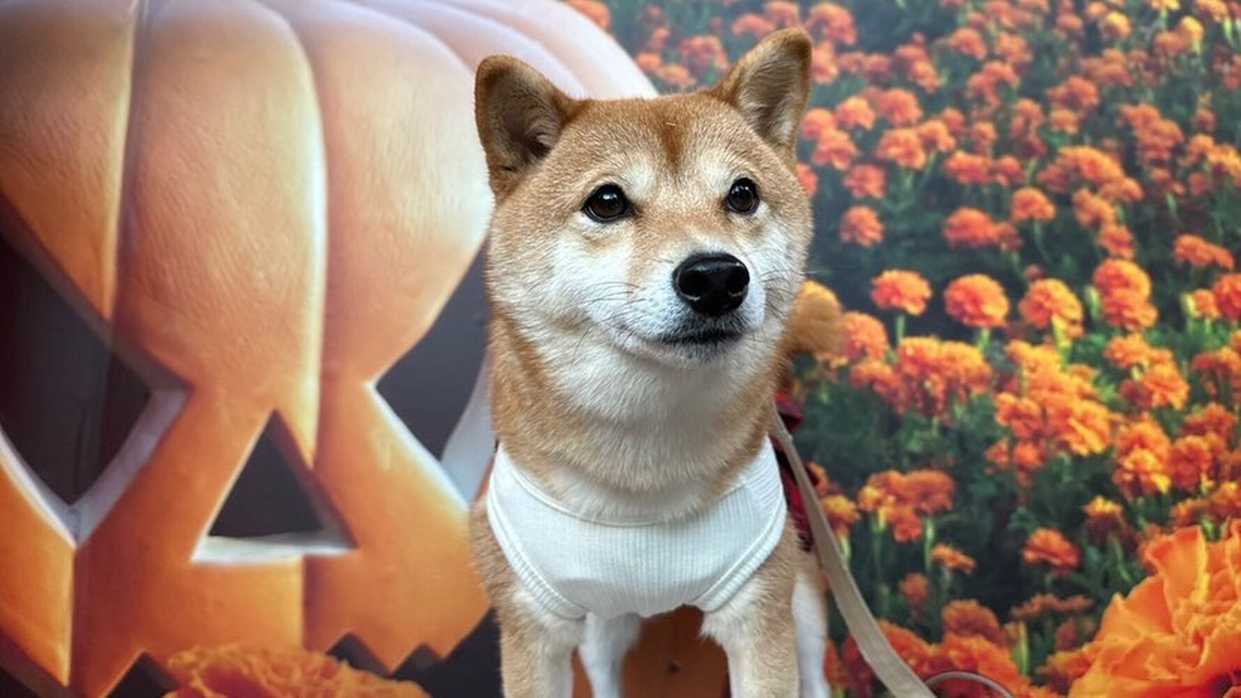 画像25532