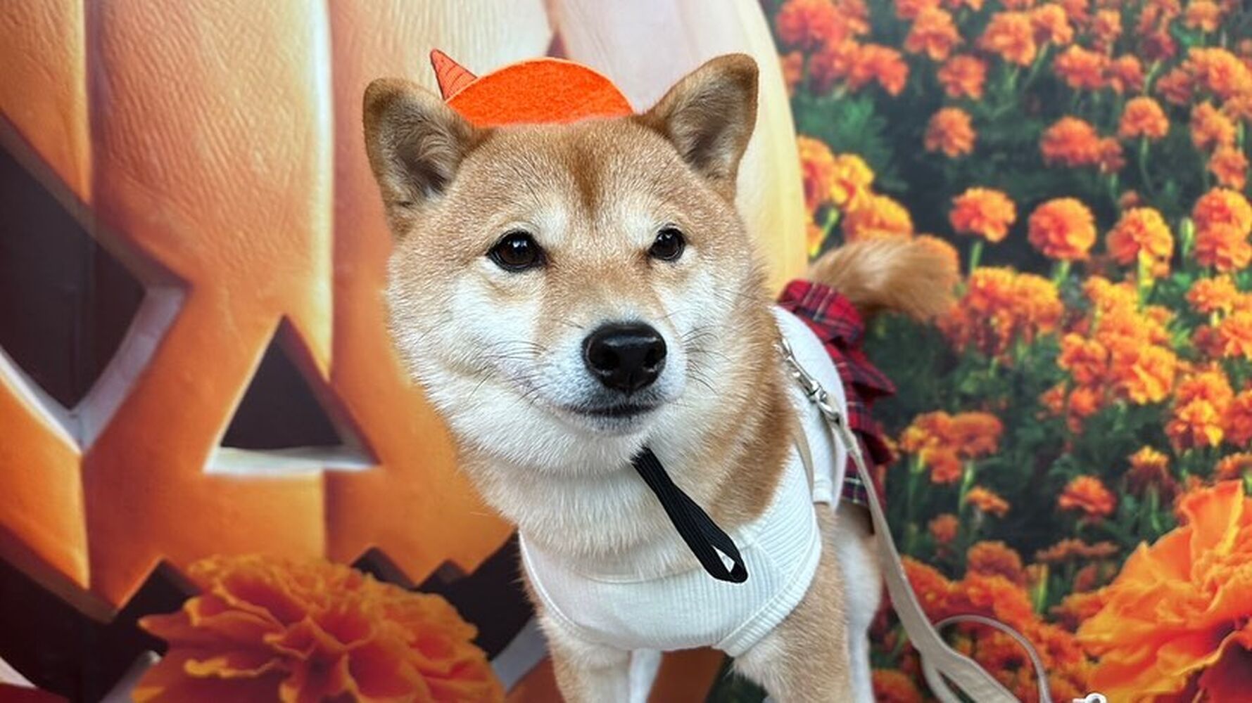 画像25534