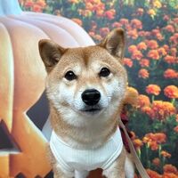 画像25535
