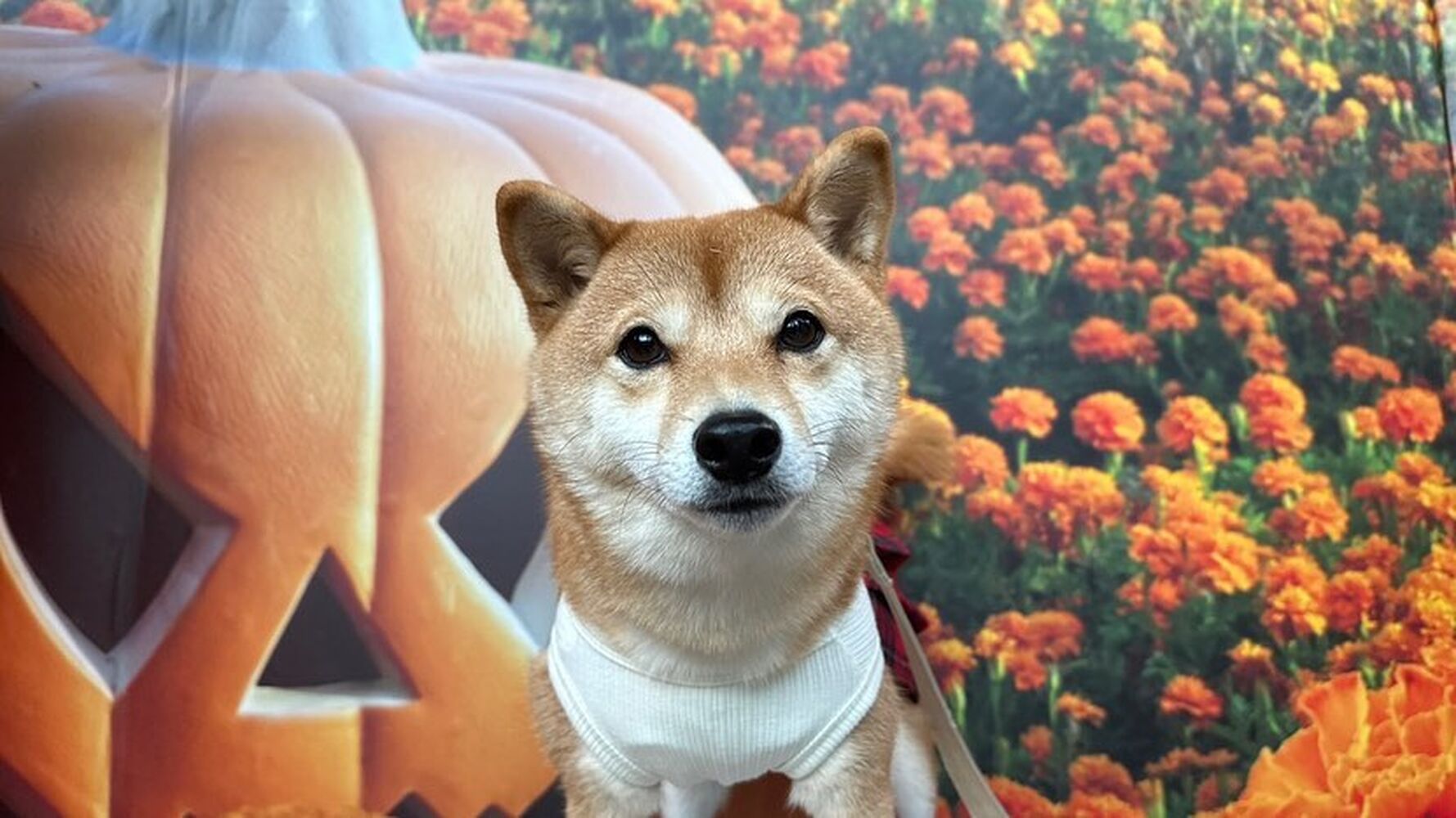 画像25535