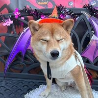 画像25538