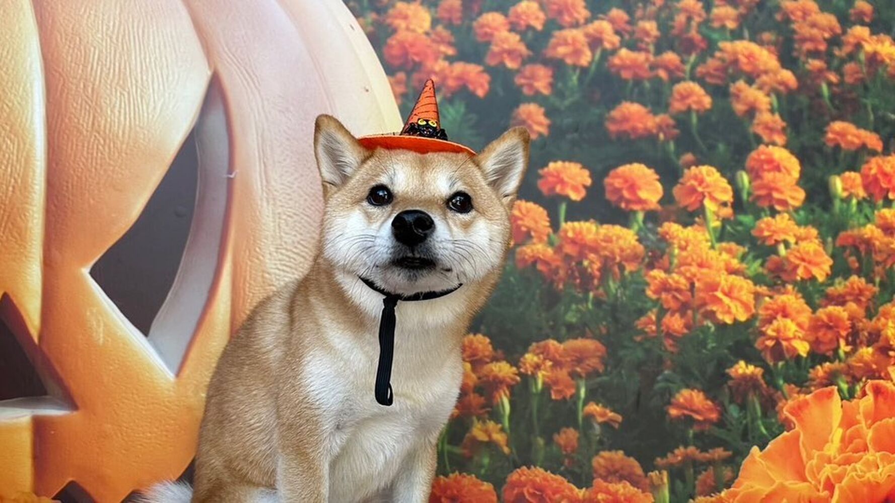画像25665