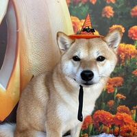 画像25666