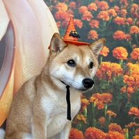 画像25667