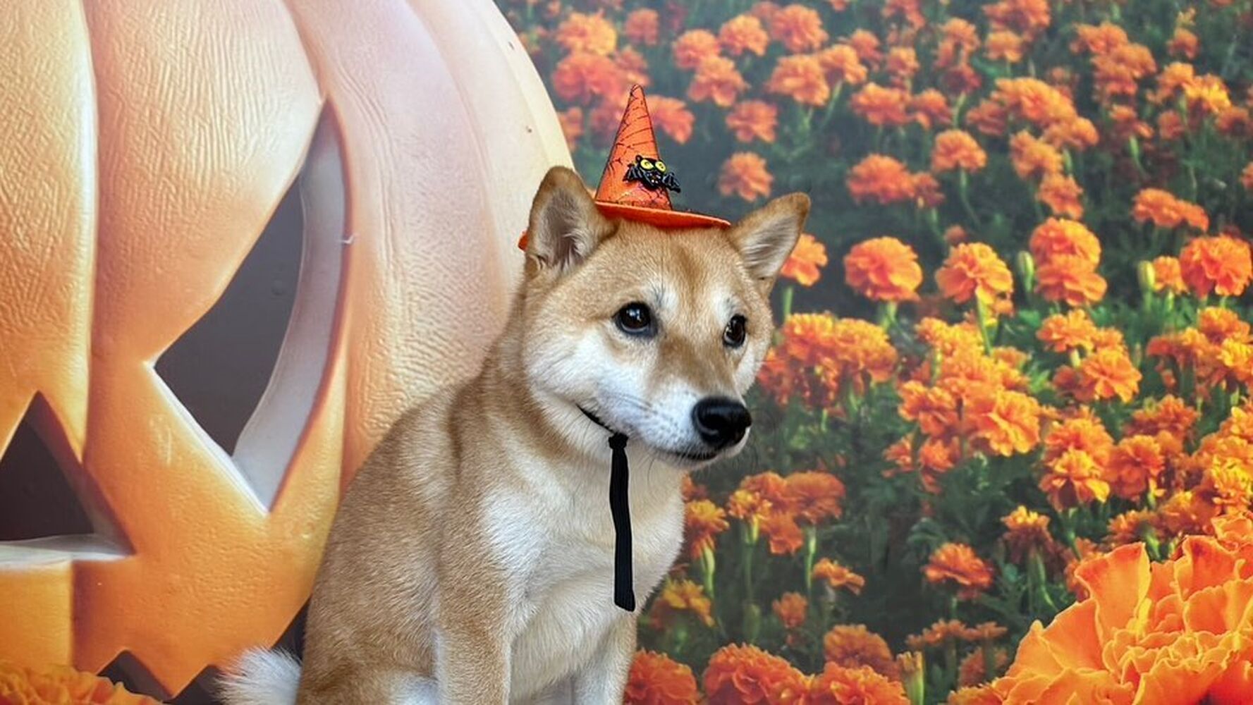 画像25667