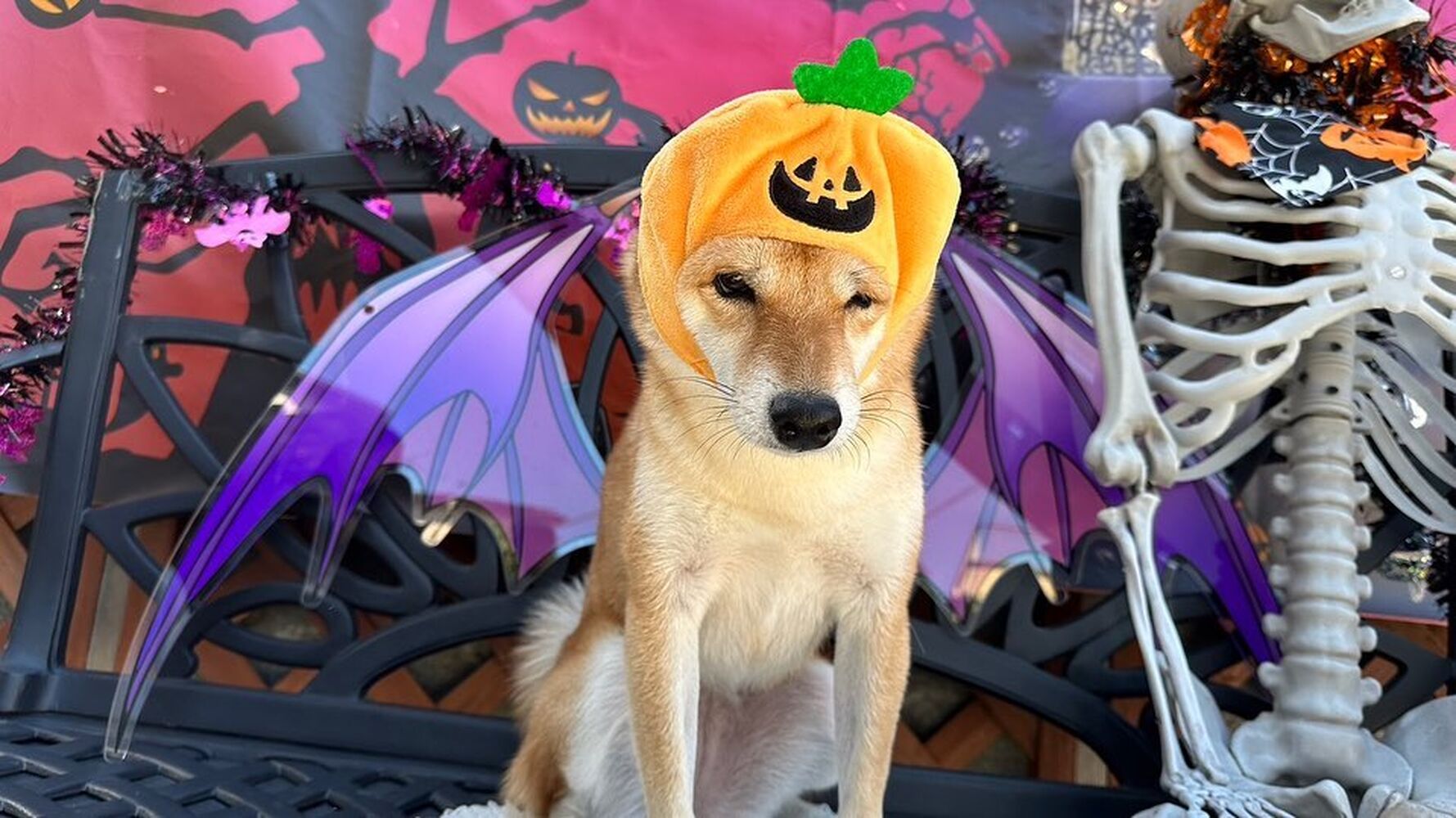 画像25668