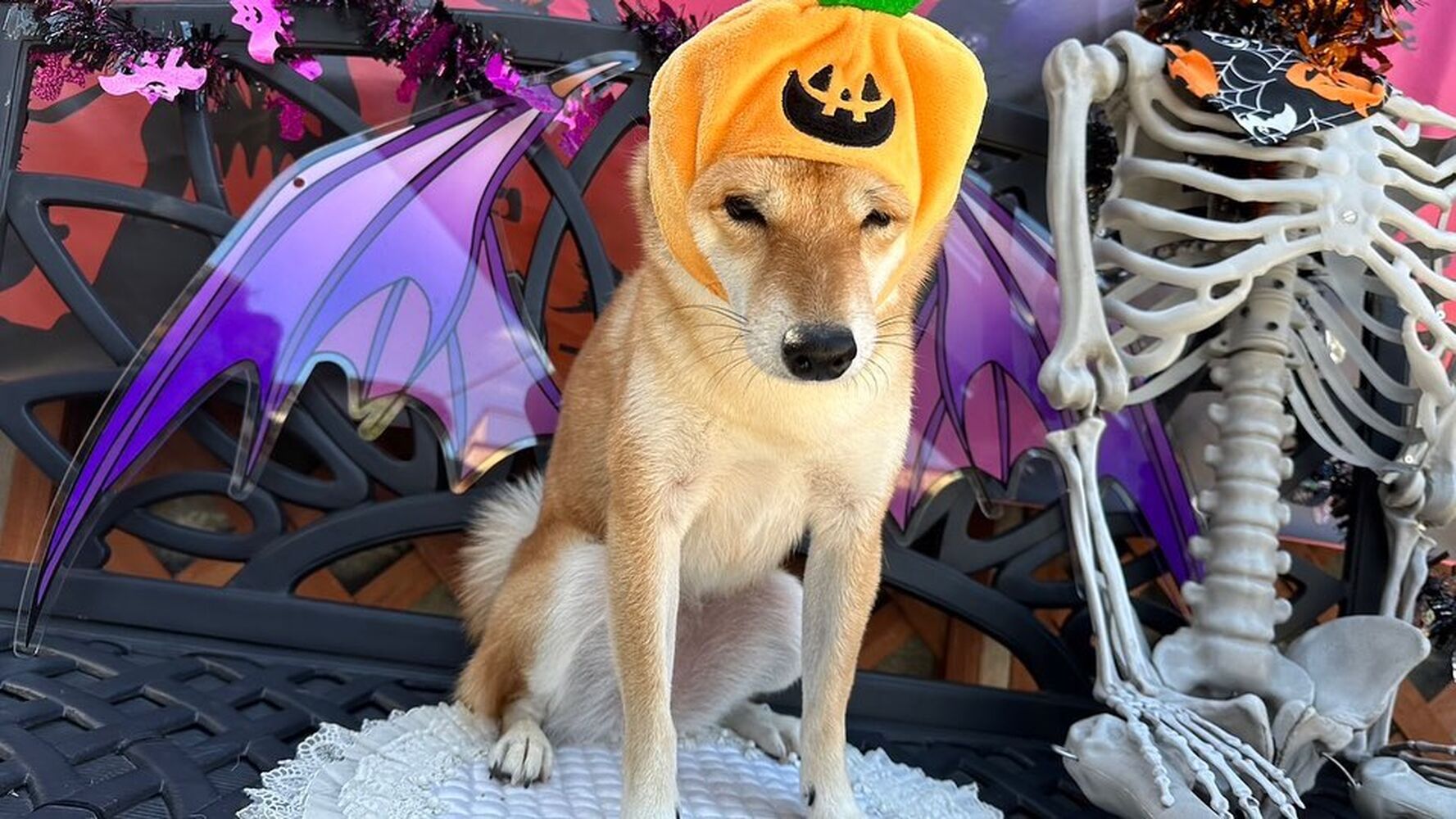 画像25669