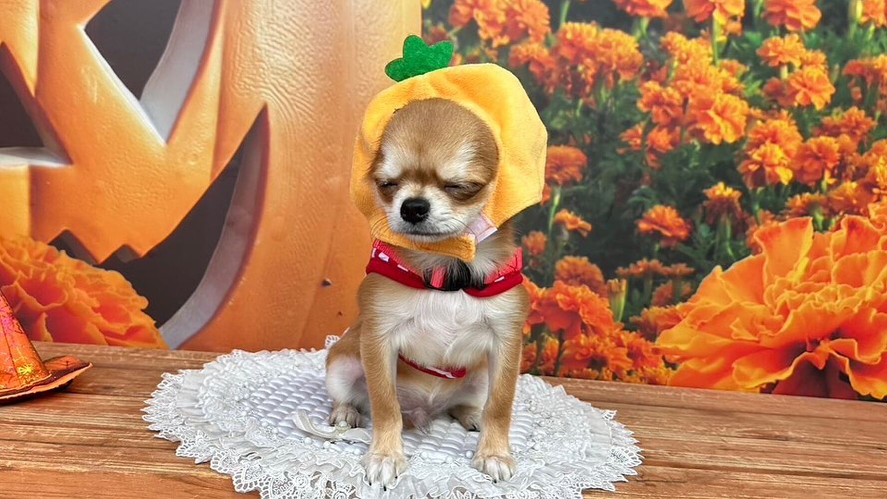画像25875