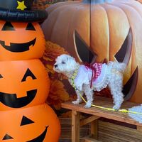 画像26094