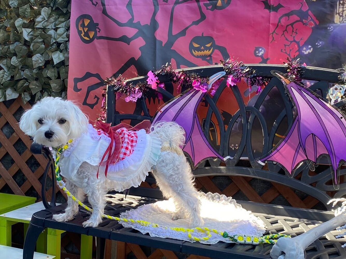 画像26096