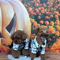 画像26176