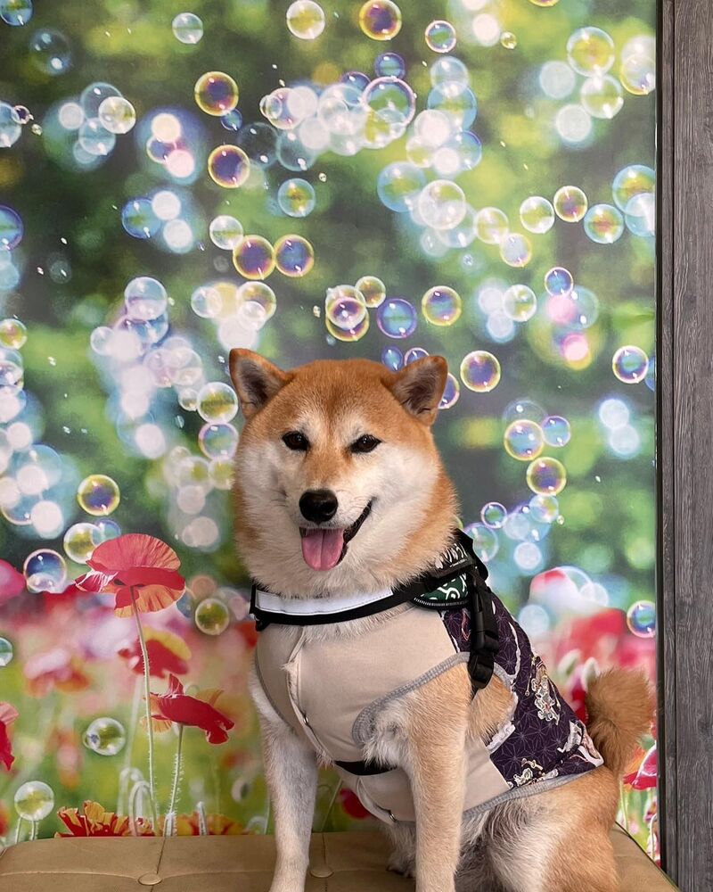 画像26268