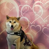 画像26271