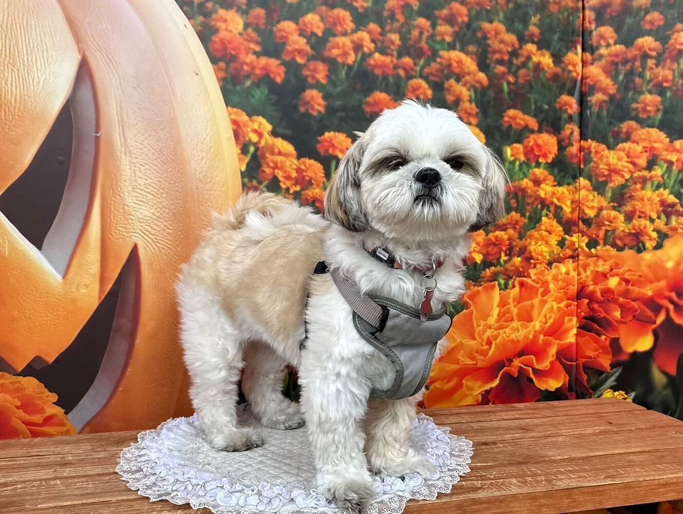 画像26295