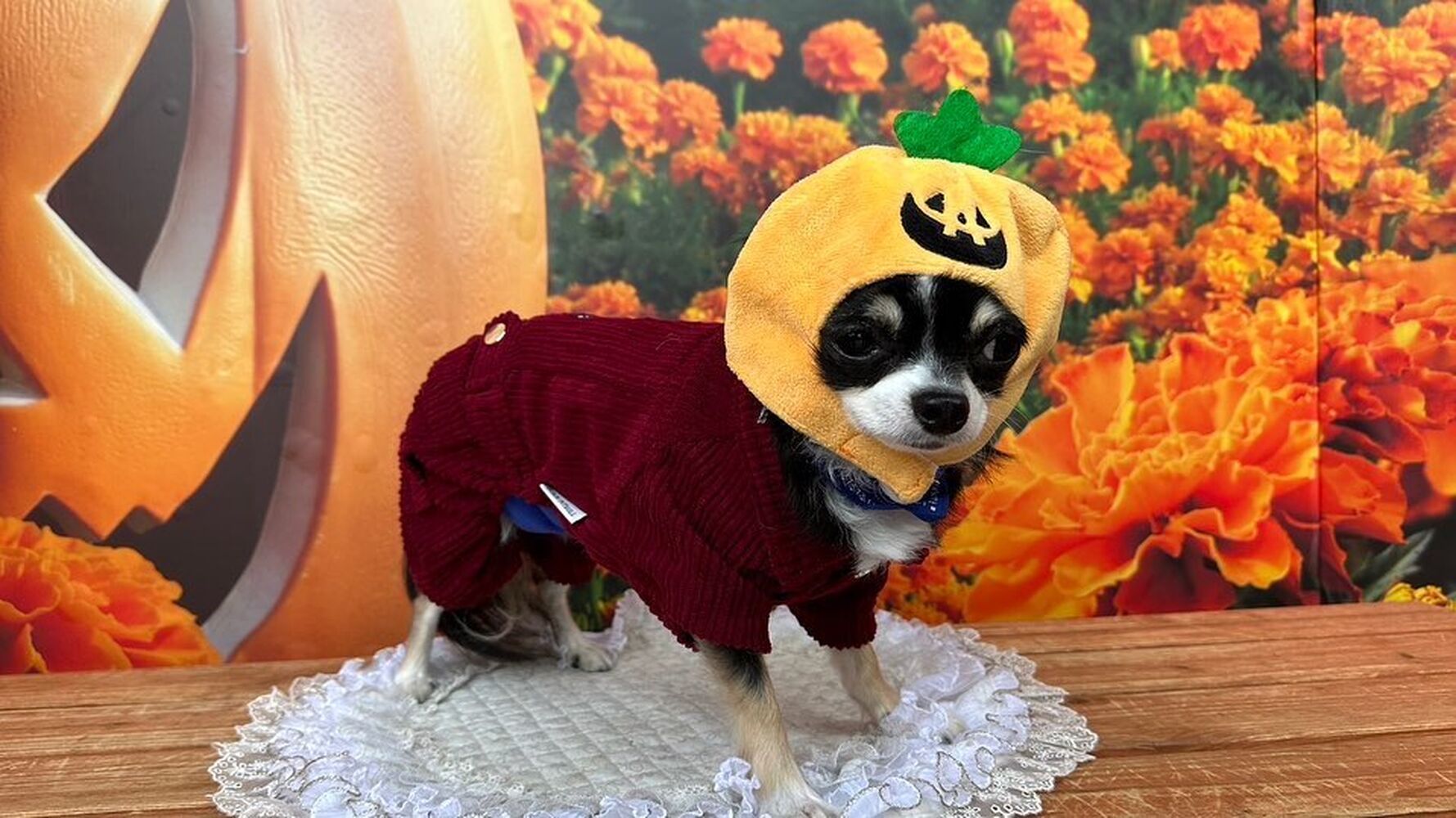画像26326