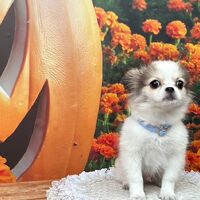 画像26347