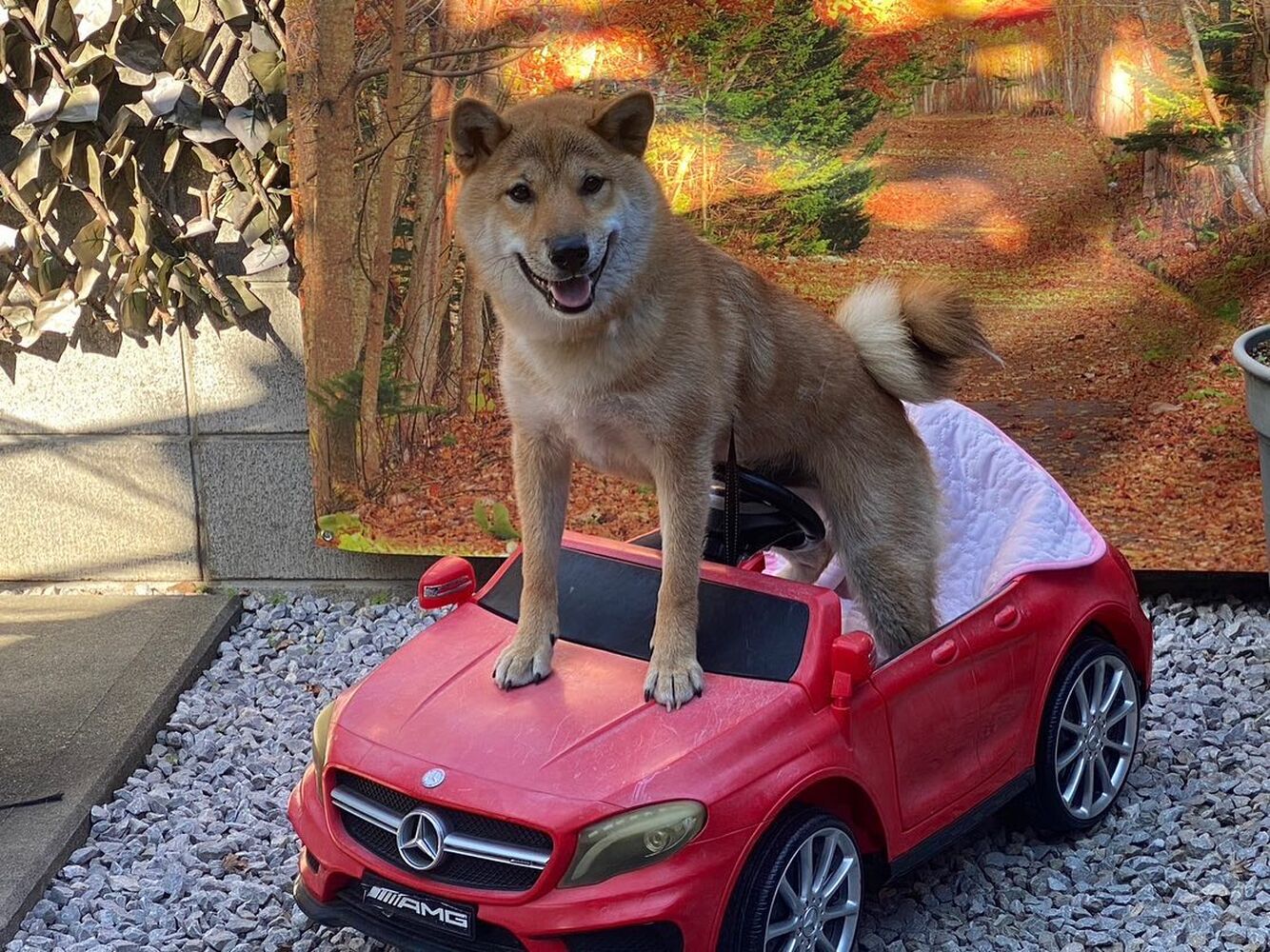 画像26622