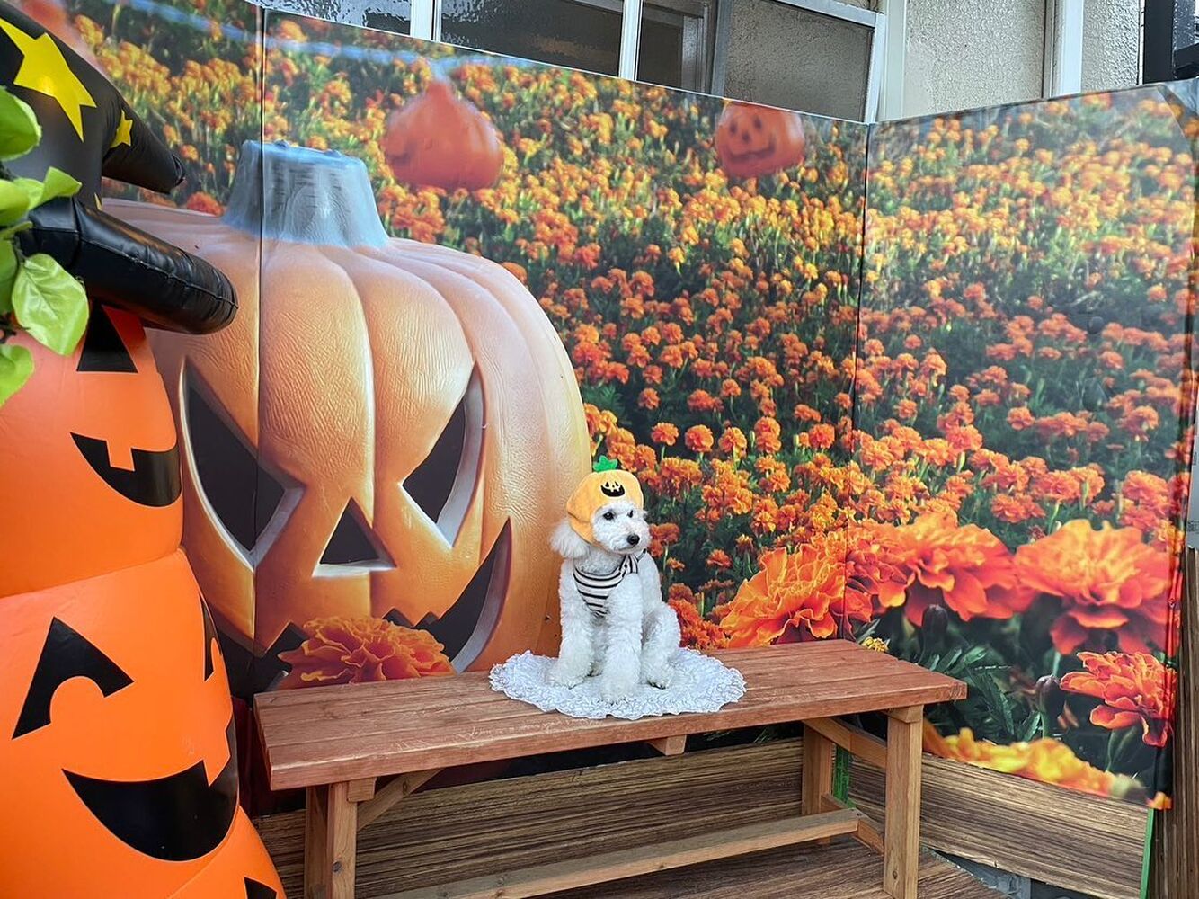 画像26655