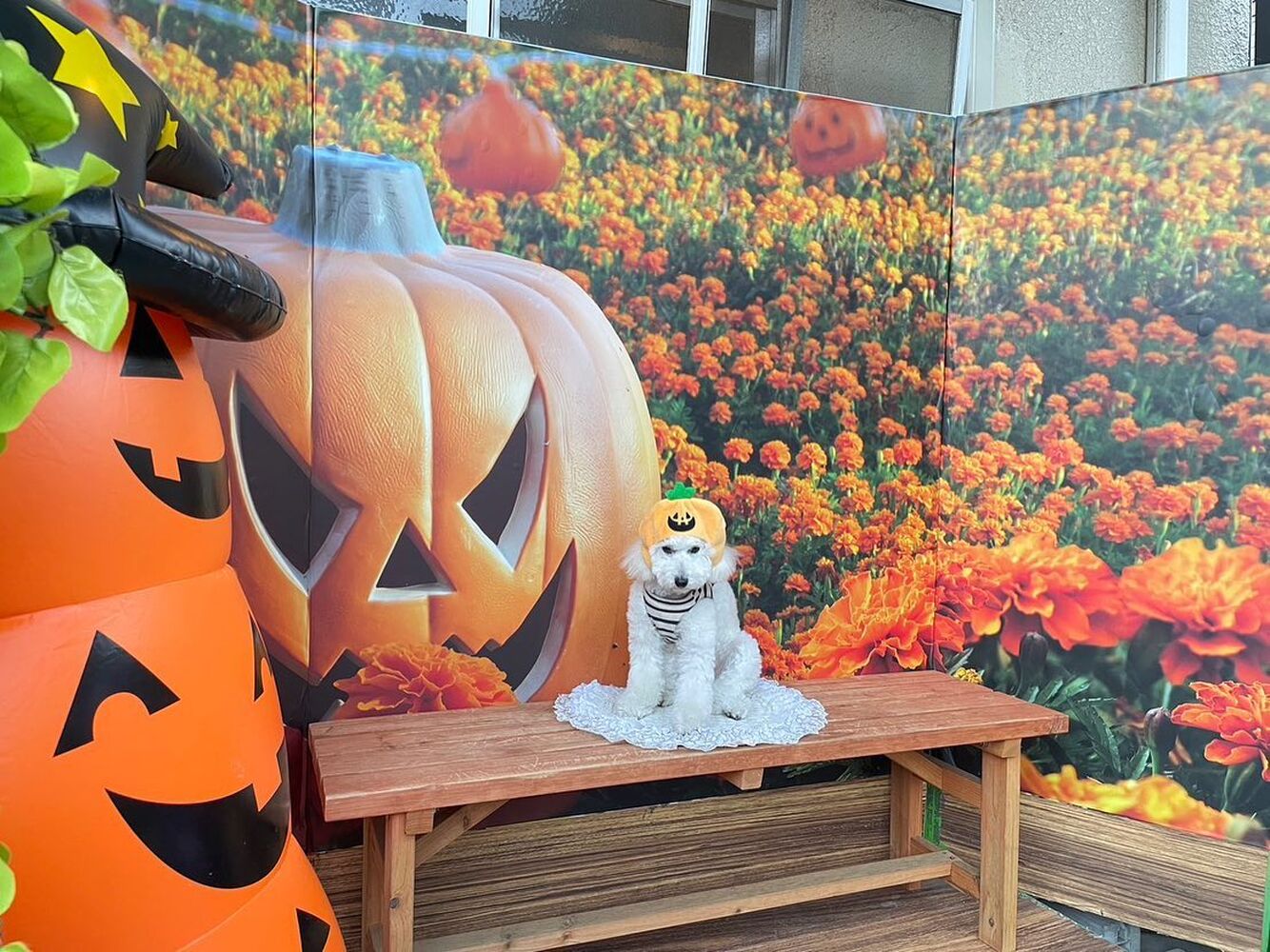 画像26656