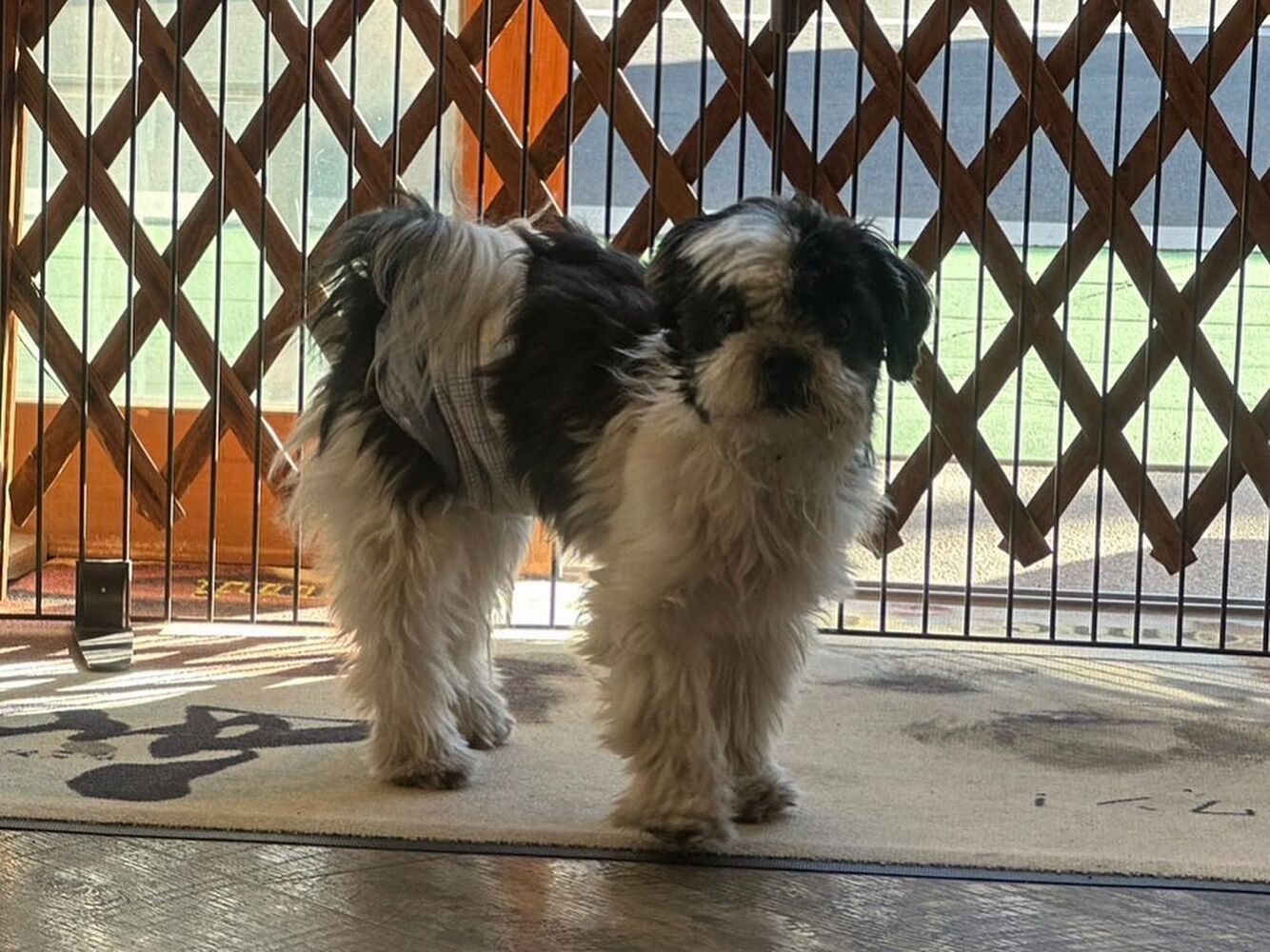 画像26759