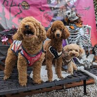 画像26820