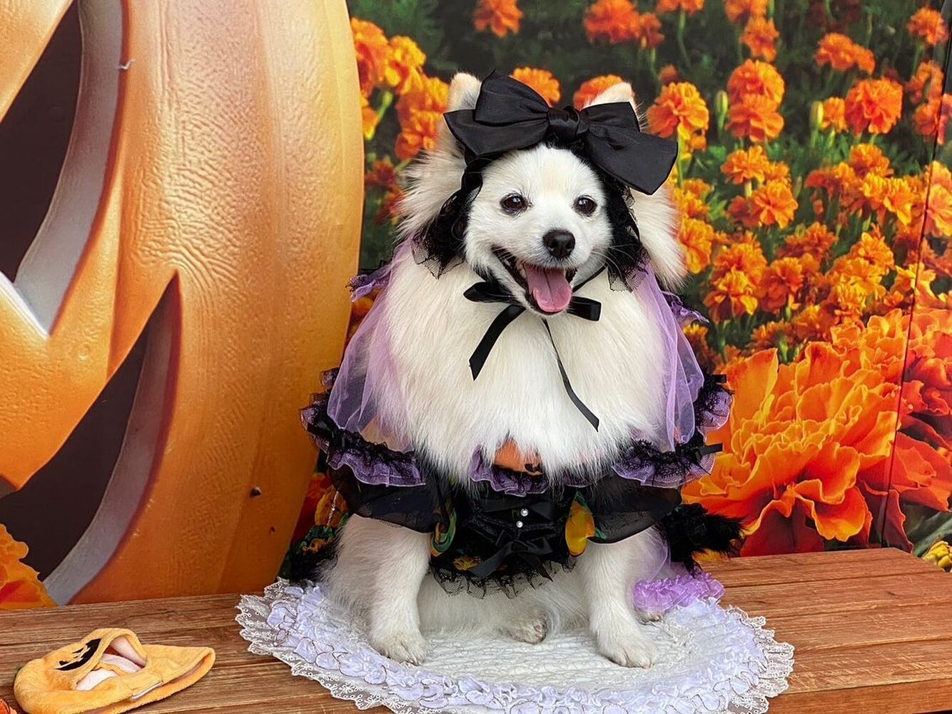 画像27315