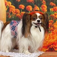 画像27334