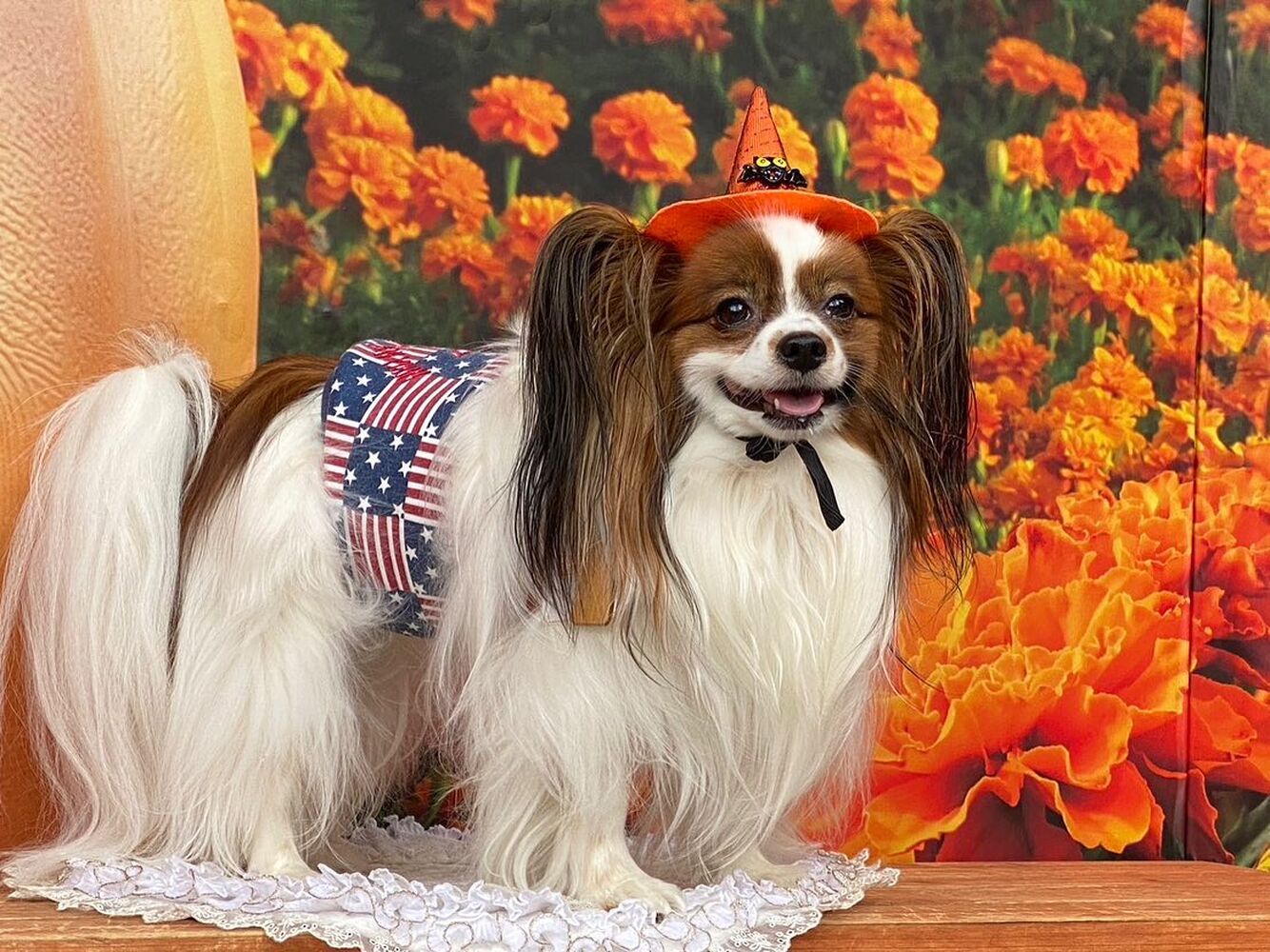 画像27334